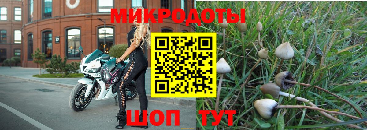 Псилоцибиновые грибы Cubensis Сургут